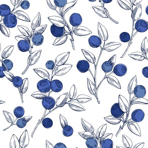 Vector image blueberry branches with berries on white
